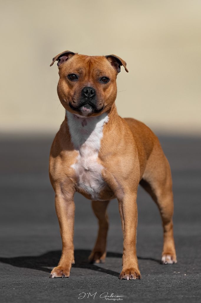 CH. brave spirit Citrus fresh