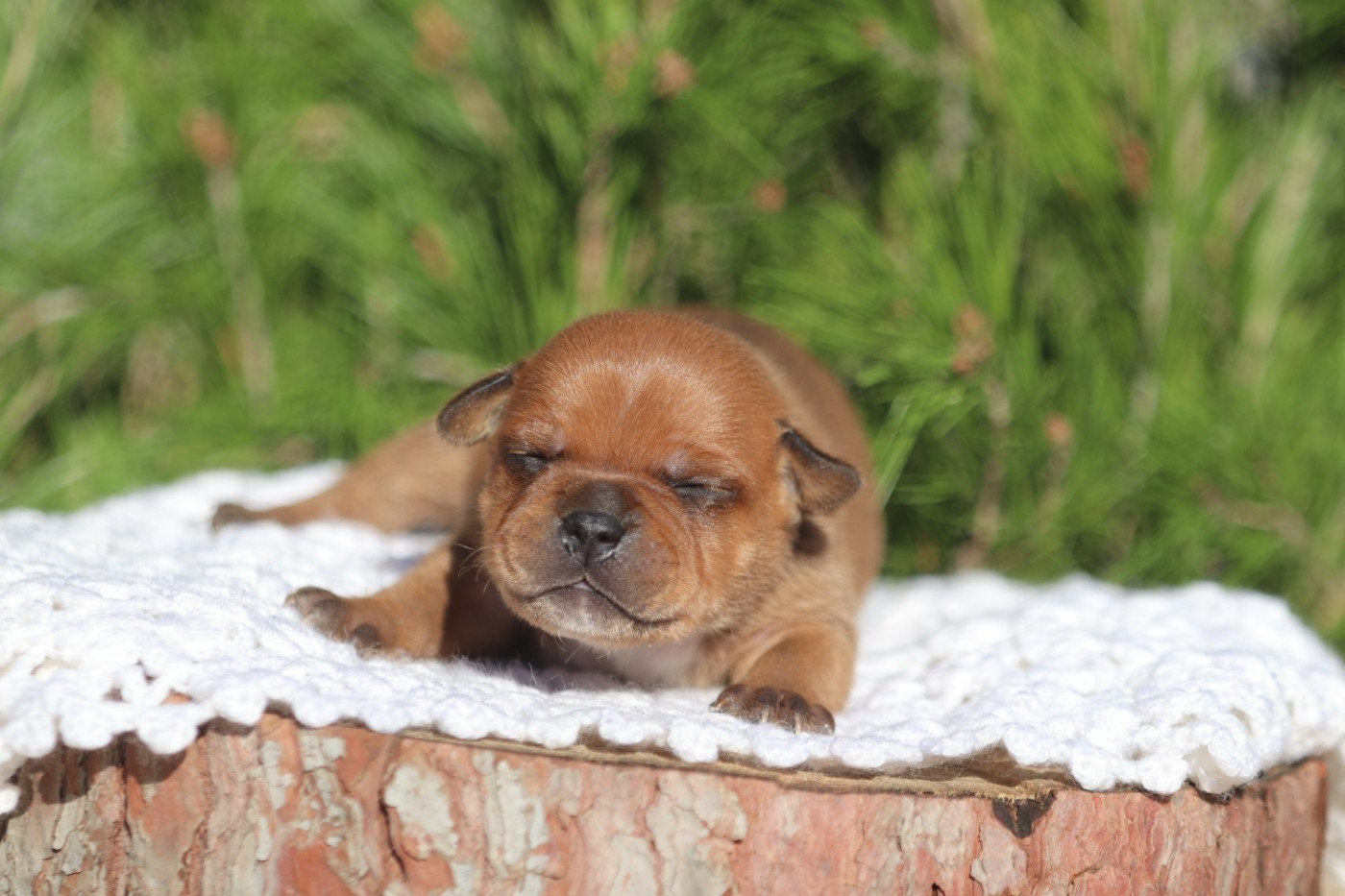 Ace Of Hearts Of Red Diamond's