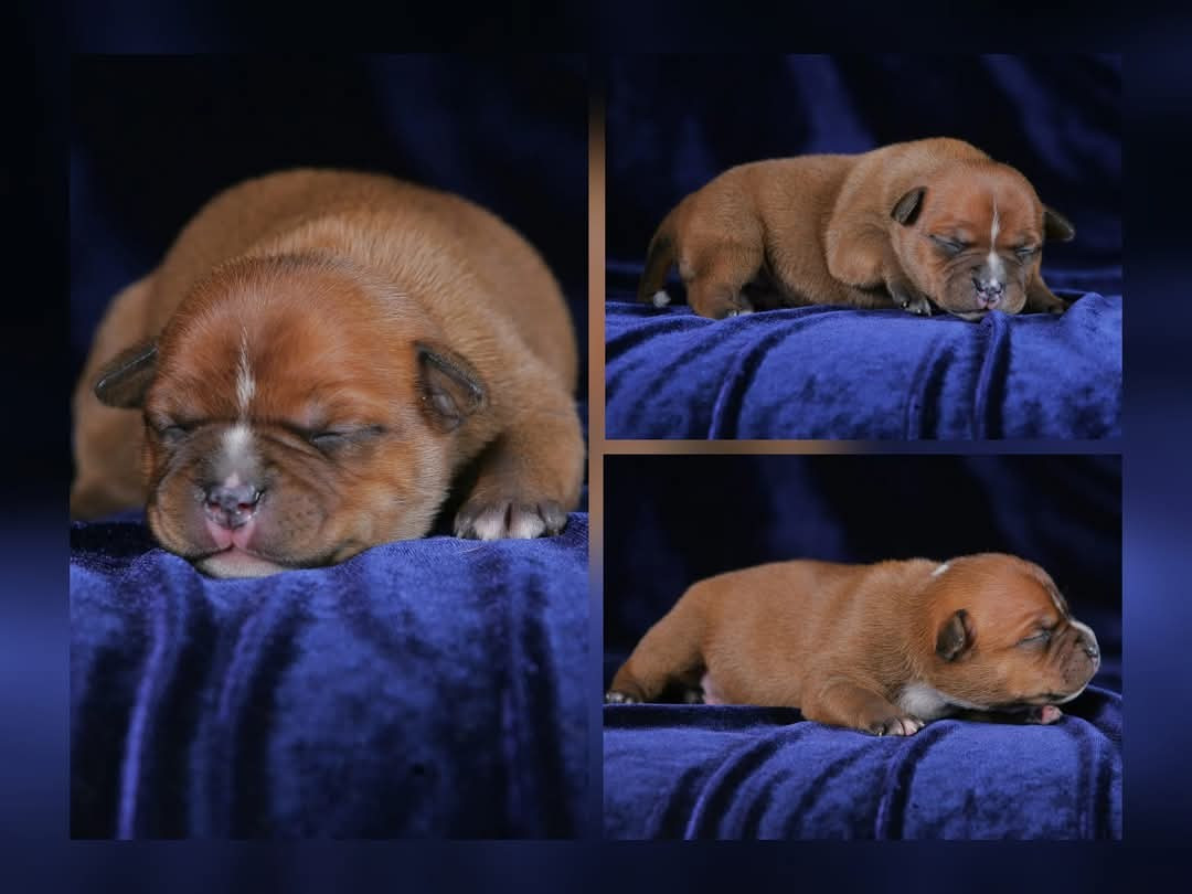 Brave Spirit Citrus Fresh