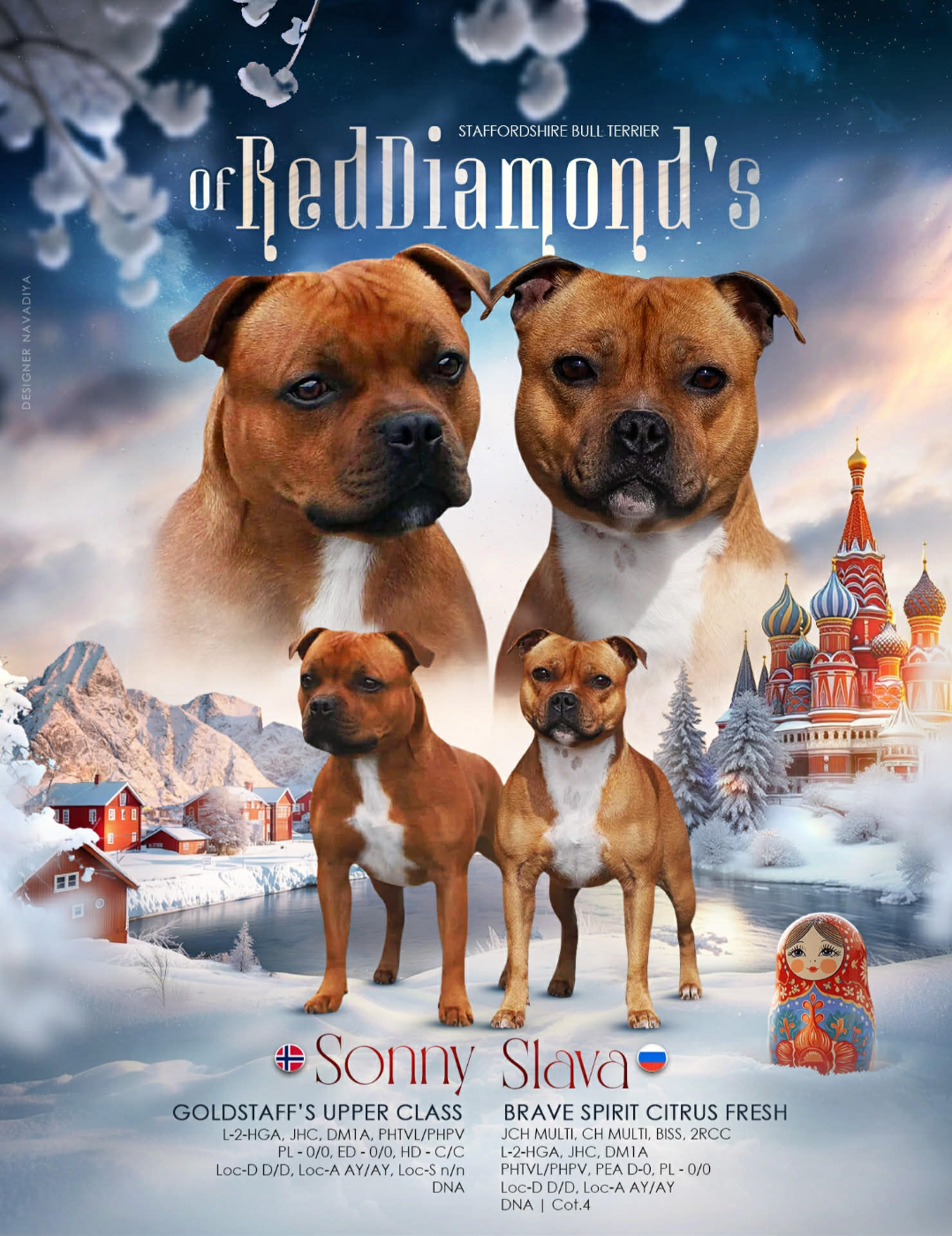 Of Red Diamond's - Staffordshire Bull Terrier - Portée née le 27/12/2025